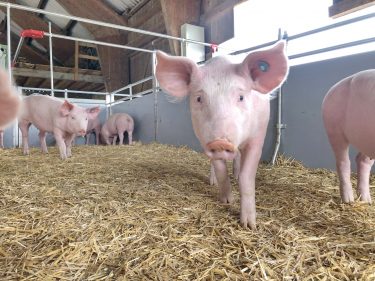 Seppenbauer-Strohschweine