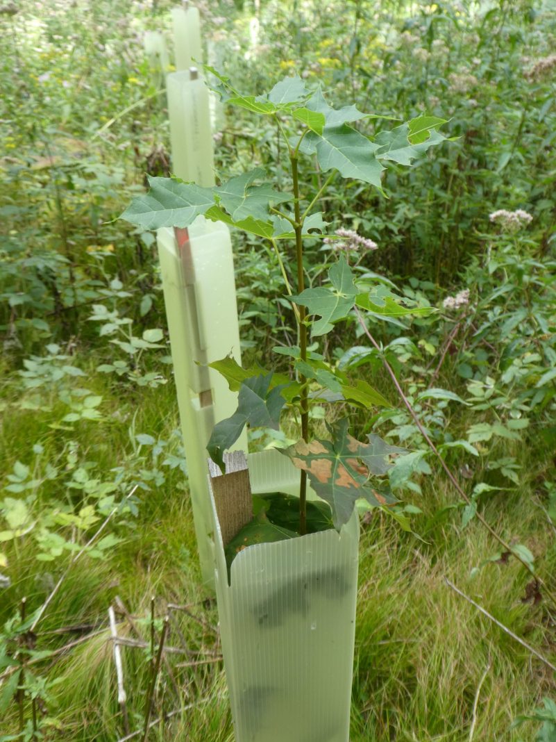 Spitzahorn in Wuchshülle_KS.JPG