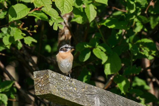 AktNatBeo-210604-ka-Braunkehlchen-f65de4_k