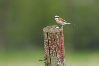 AktNatBeo-210604-ka-Neuntoeter-74ecf9_k