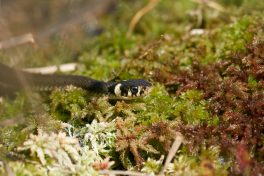AktNatBeo-210604-ka-Ringelnatter-fc3a5b_k