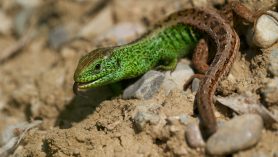 AktNatBeo-210604-ka-Zauneidechse-0fb601_k