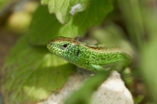 AktNatBeo-210604-ka-Zauneidechse-f9fa0d_k