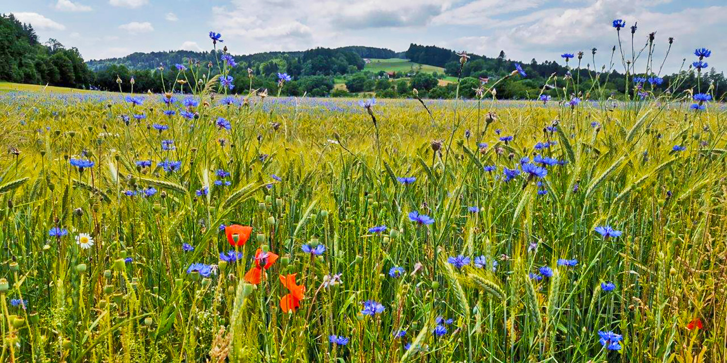 Getreidefeld mit roten Mohn- und blauen Kornblumen – Erinnerungen an