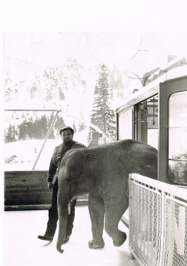 Elefant