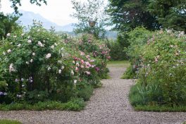 kl-Anlage in Blüte im Juni