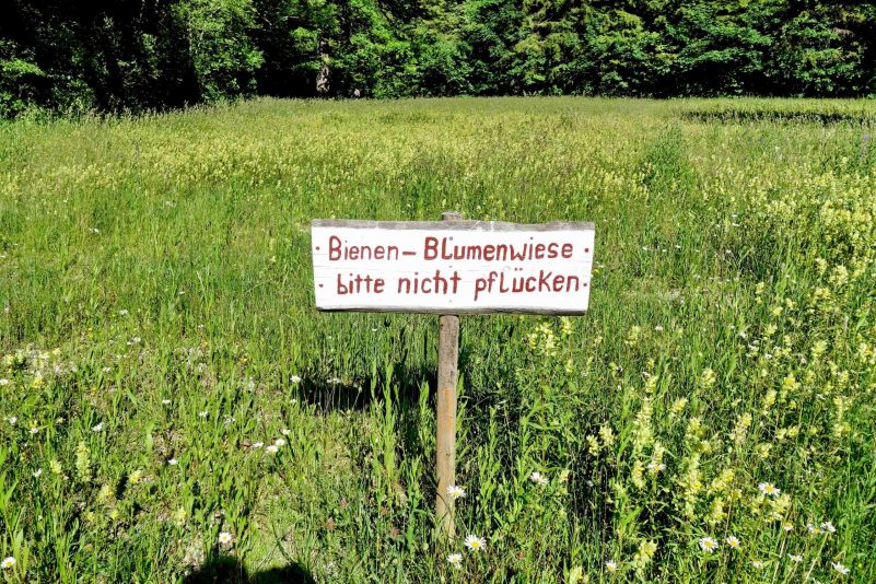 kl-Blumenwiese