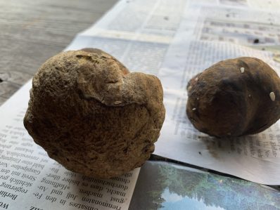 Hexen- und Schoenfussroehrling (1)