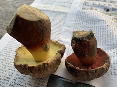 Hexen- und Schoenfussroehrling (2)