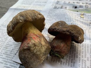 Hexen- und Schoenfussroehrling (3)