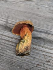 Netzstieliger Hexenroehrling (1)