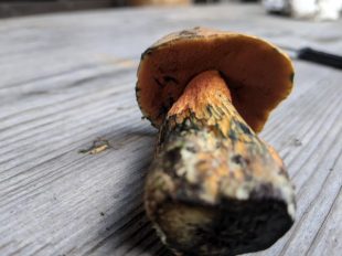 Netzstieliger Hexenroehrling (2)