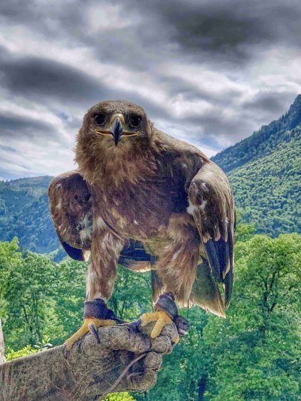 kl-1_Steppenadler Lauser_Foto H. Reiter