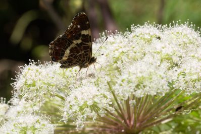 Im Wunderland des Laserkrauts