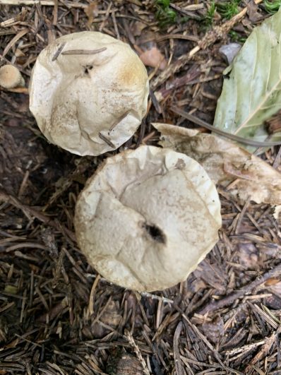 Flaschenstaeubling (1)