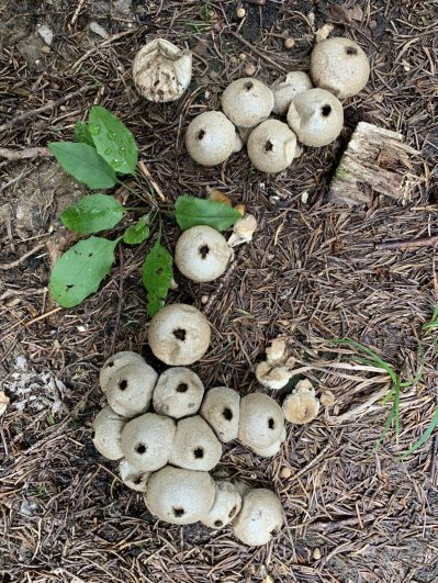 Flaschenstaeubling (2)