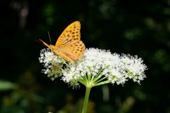 Im Wunderland des Laserkrauts