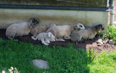 Salzburger Sonnenterrasse