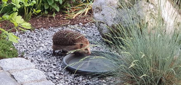 Wildtierhilfe Amerang (1)