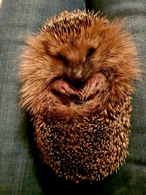 Wildtierhilfe Amerang (2)