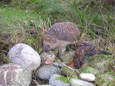 Wildtierhilfe Amerang (3)