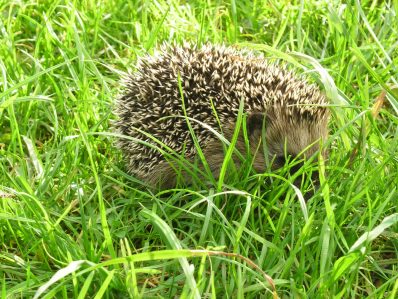 Wildtierhilfe Amerang (4)