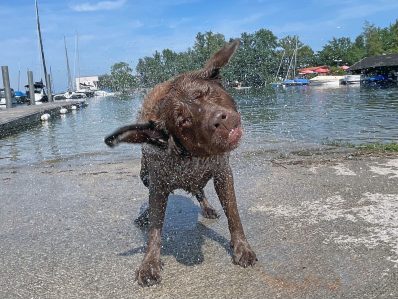Willi schüttelt sich ab1_Foto H. Reiter