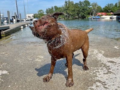Willi schüttelt sich ab_Foto H. Reiter