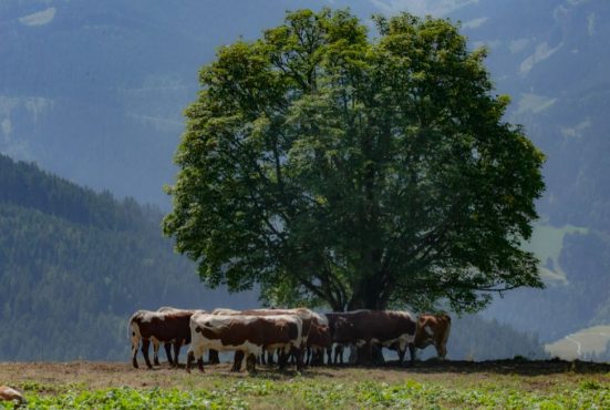 Salzburger Sonnenterrasse