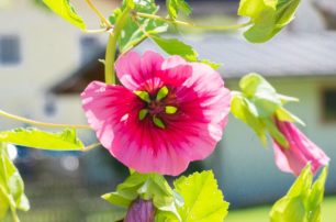 Salzburger Sonnenterrasse