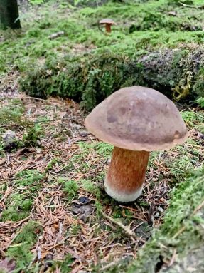 kl-2 Hexenröhrlinge