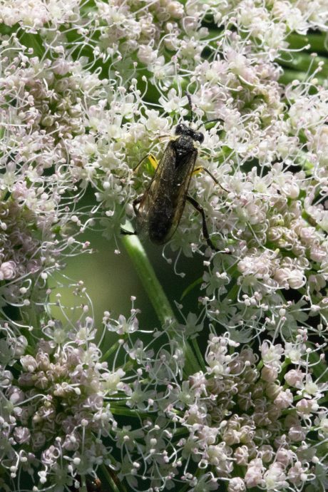 Im Wunderland des Laserkrauts