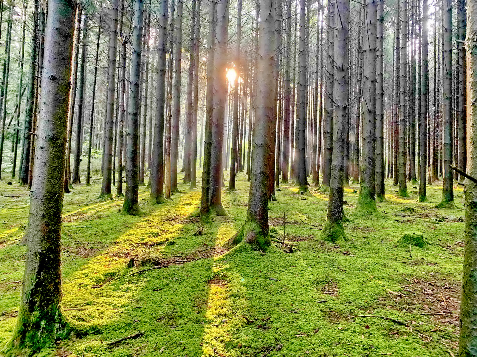 Waldstrategie 2050 Waldeigentümer stärken Samerberger Nachrichten