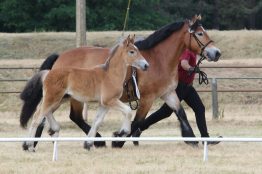 titanen der rennbahn (3)