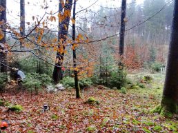 1Baum fällt DSC09509