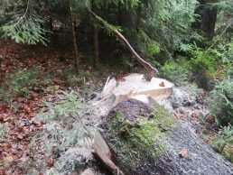 1Baum liegt DSC09536