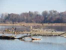 an der Prienmündung