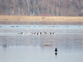 an der Prienmündung