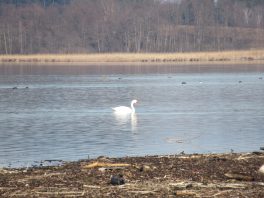 an der Prienmündung