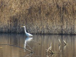 an der Prienmündung