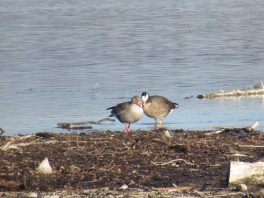 an der Prienmündung