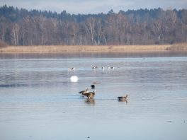 an der Prienmündung