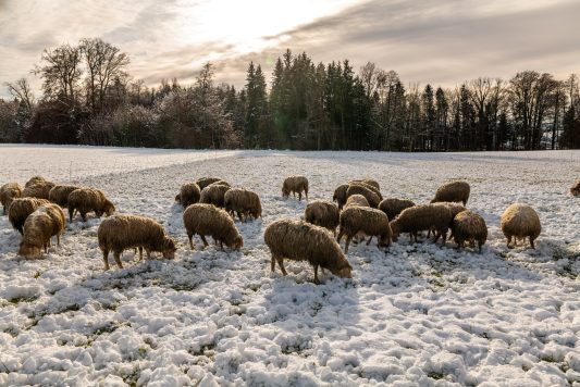 Schafe-1120576