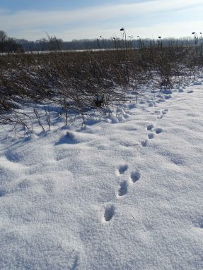 Blühfläche Schlüter_Januar_CJanko_klein