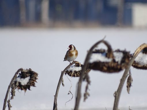 Samen der Sonnenblumen auf einer mehrjährigen Blühfläche bieten überwinternden Feldvögeln wie dem Stieglitz energiereiche Winternahrung