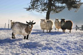 kl-Bilder Bernau 1 058 b jpg