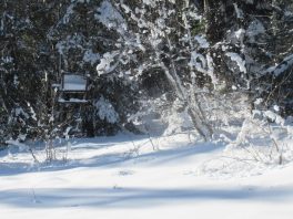 auf der Loipe Hintergschwendt
