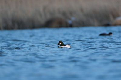 AktNatBeo-220204-ja-01_Schellente-1140pix
