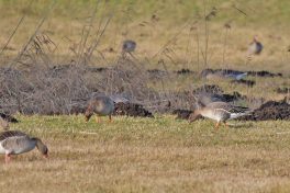 AktNatBeo-220204-ja-02_Saatgans-1140pix