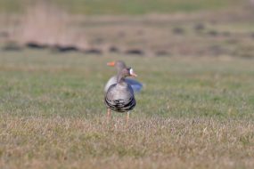 AktNatBeo-220204-ja-03_Blaessgans-1140pix